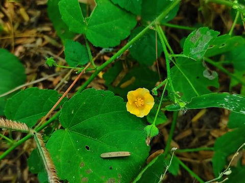 Country Mallow: Exploring Traditional Uses and Potential Health Benefits