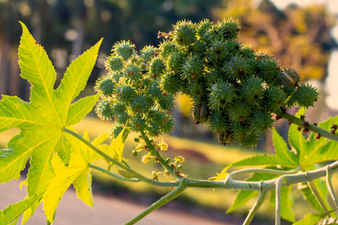 Castor Oil