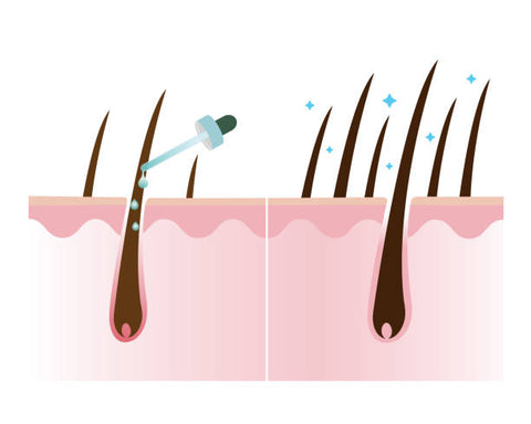 Understanding the Role of Hair Shafts in Hair Growth