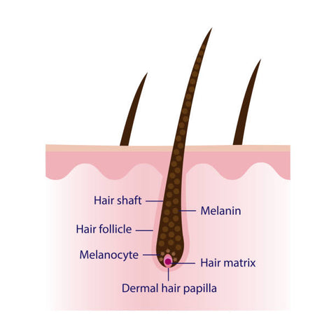 Understanding the Role of Hair Shafts in Hair Growth