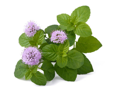 What is Phool Pudina? - Information and uses