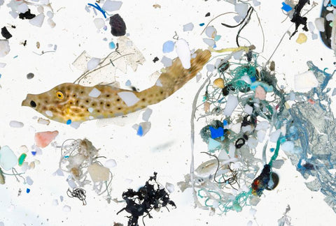 What are microplastics? How they affect us & How to avoid them?