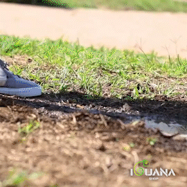Impermeabilizante para zapatos – La Iguana Shop