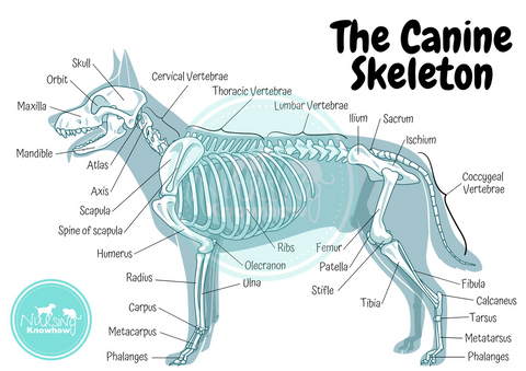 The Canine Skeleton