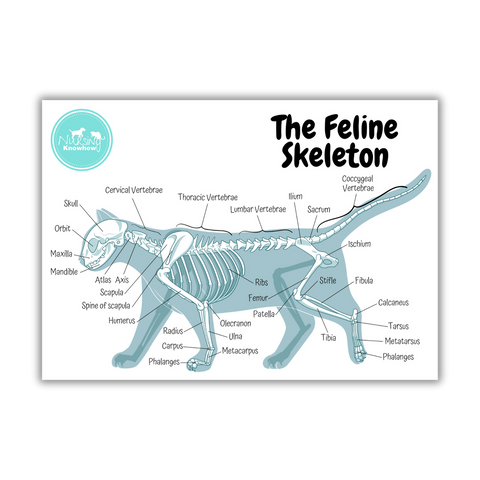 The Feline Skeleton