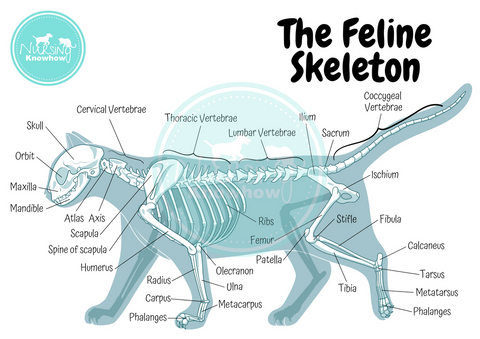Poster of a cat’s skeleton