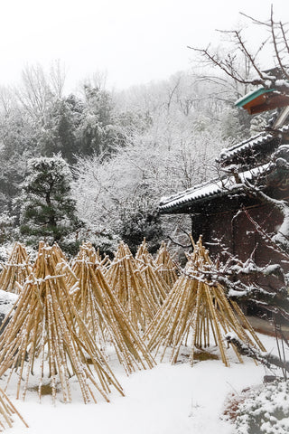 Bamboo standing in the snow to dry over winter. A common scene seen in Takayama