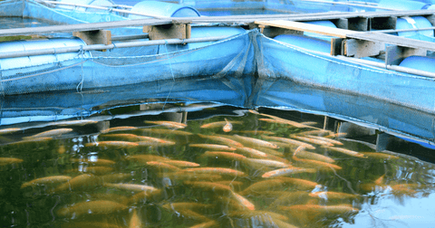 ammonia nitrate pH in water for fish farming