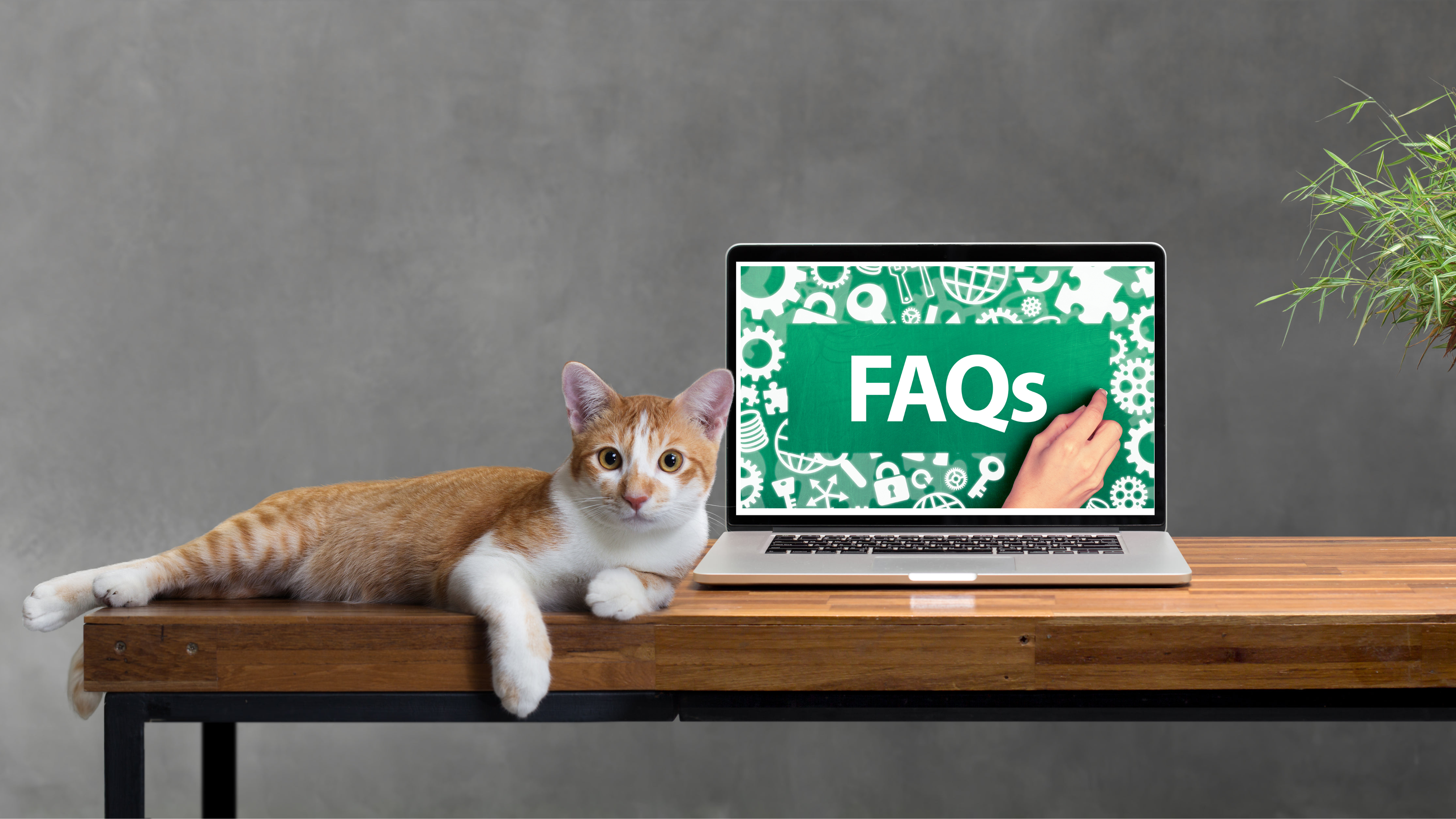 Cat lying on desk next to open laptop, whose screen reads "FAQs."