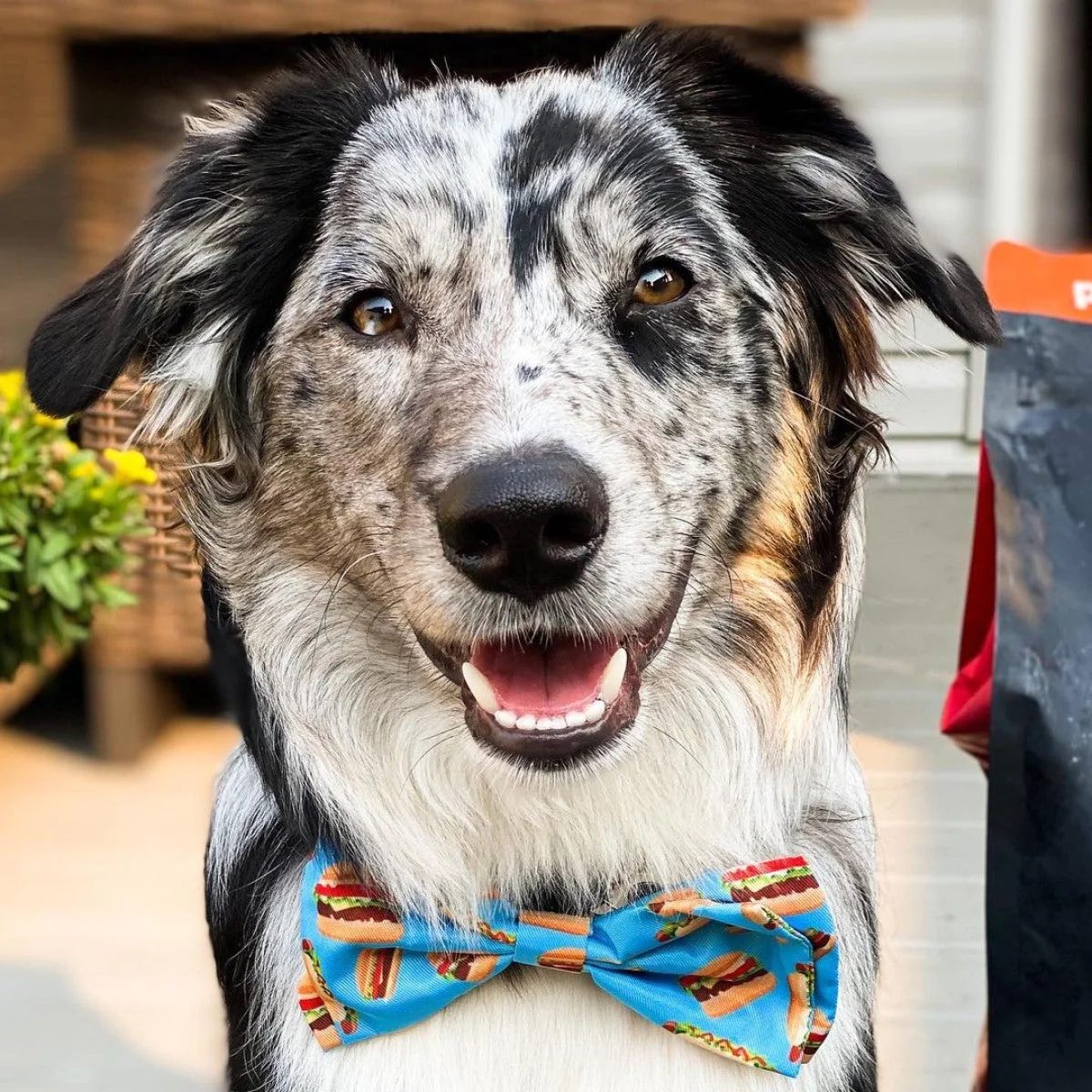 Fun Buns Bow Tie