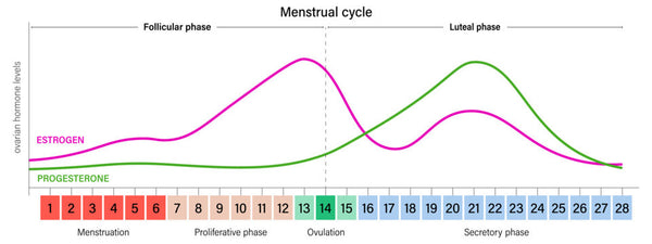 Estrogen and progesterone throughout the menstrual cycle