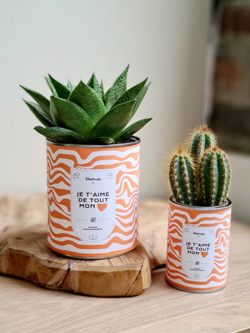 plantes personnalisées décoration intérieure plante succulente cactus aloé vera plantes sur mesure cadeaux personnalisés