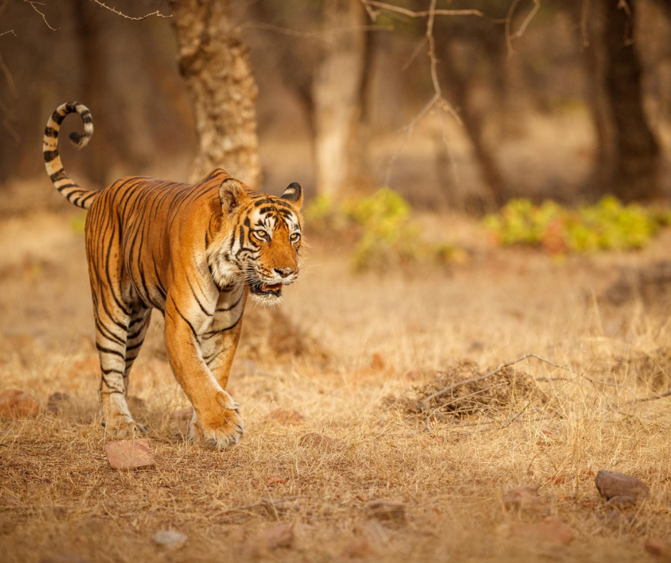 A tiger in a jungle