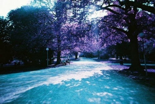 lomochrome purple fotovramke