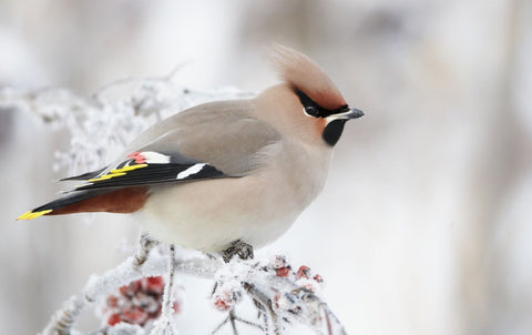 Foto: Vogelbescherming, Pestvogel op lijsterbes