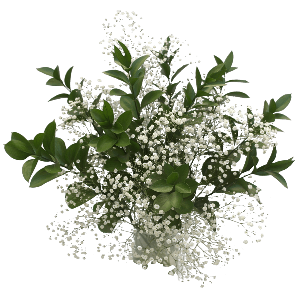 Baby's Breath (Addon) – Rose Farmers