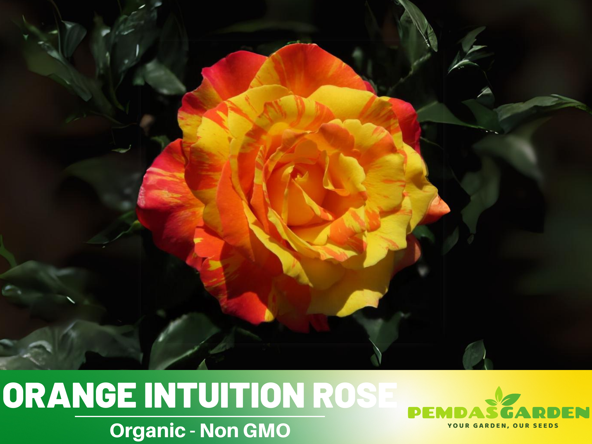 30 Rare seed | Orange Intuition Rose Seed Flower Seeds #1095