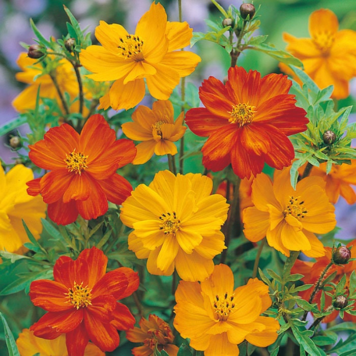 50+ Seeds| Cosmos Seeds - Polidor Mix Flower Seeds For Planting #L005 –  PEMDASGARDEN