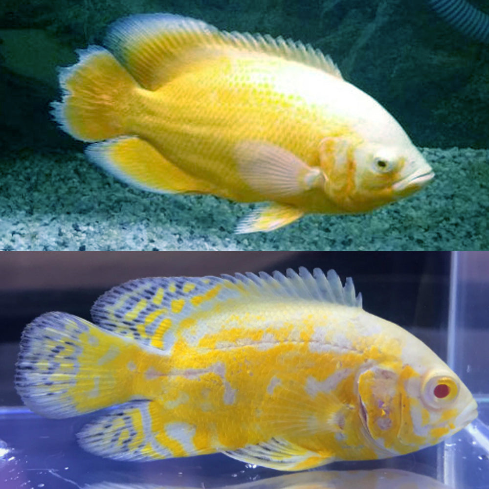 lemon oscar fish