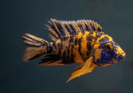 ob peacock cichlid female