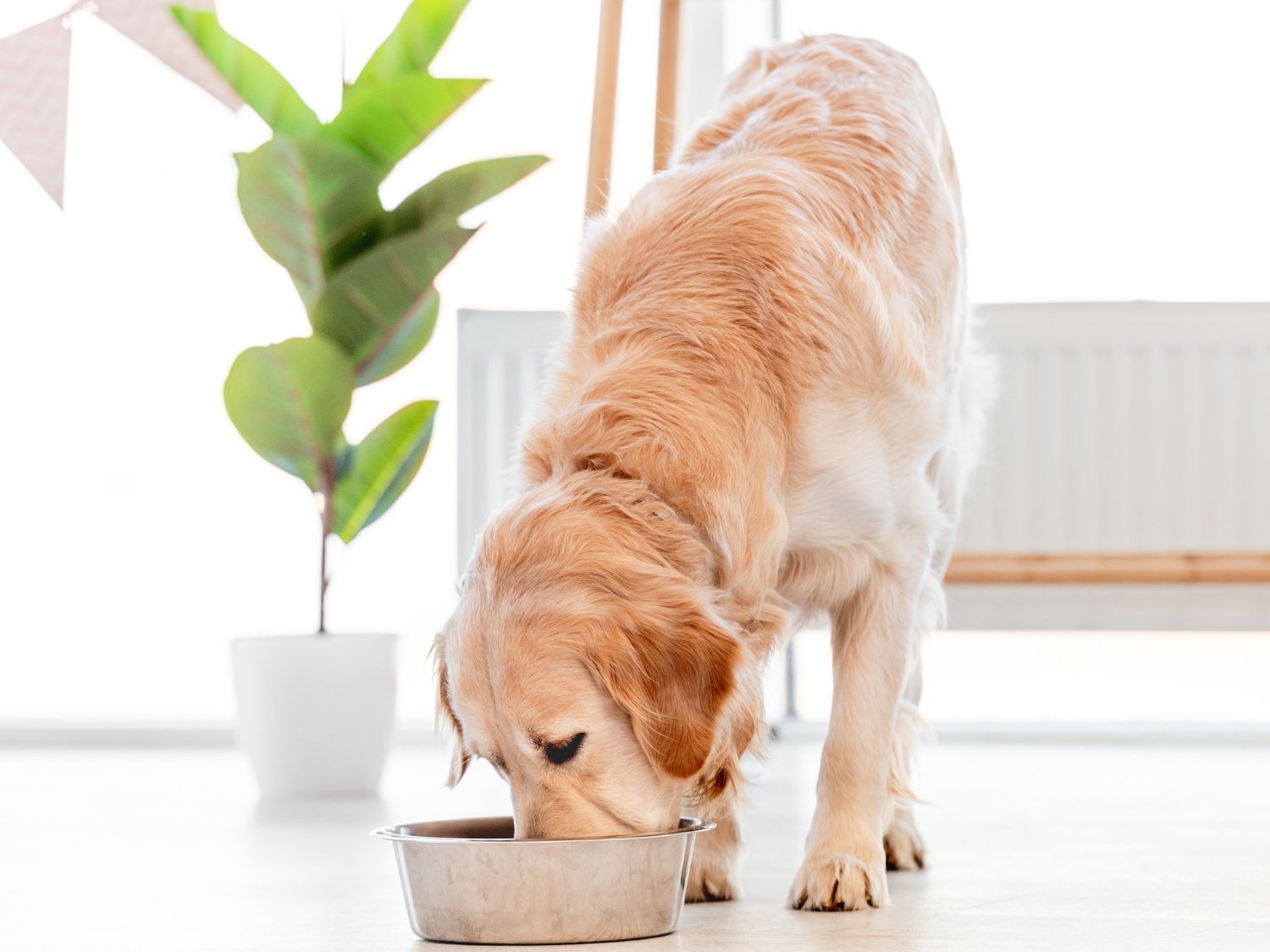 Ein Golden Retriever frisst ein spezielles Hundefutter, das für die Rasse optimiert ist. So kann gesundheitlichen Problemen vorgebeugt werden, zum Beispiel der DCM.
