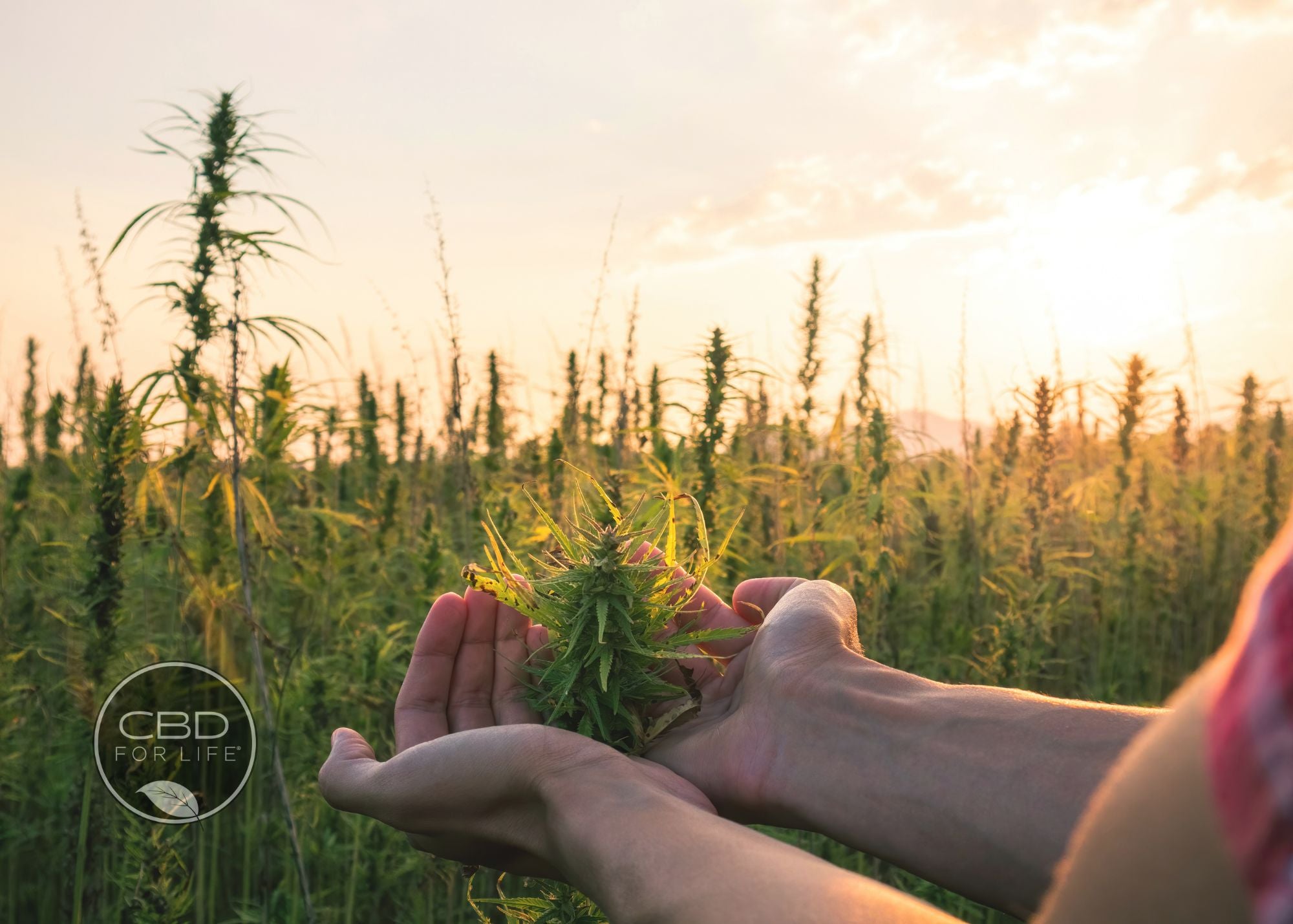 Unveiling the Hemp Plant's Hidden Treasures