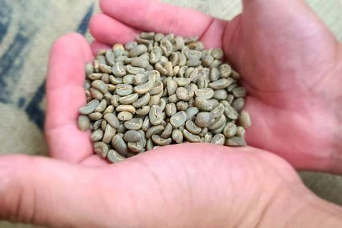 Hand holding green coffee beans from Haiti