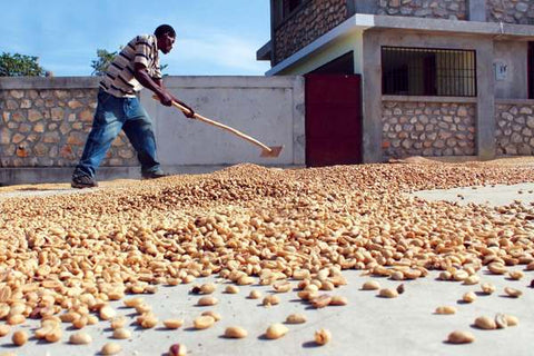 Haitian Farmer drying haitian coffee beans