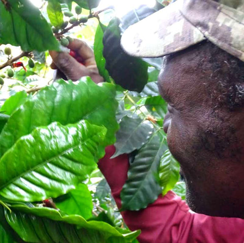 Haitian farmer picking coffee