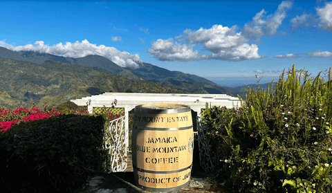 JACoffee What makes Jamaica Blue Mountain unique Barrel