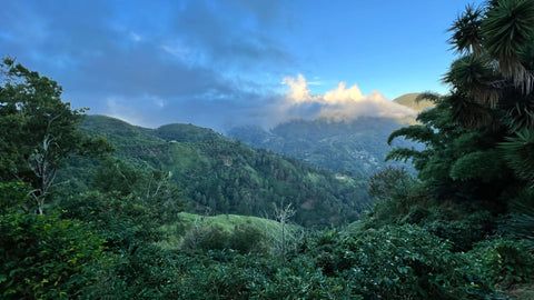 Jamaïque Blue Mountain - Maison du Bon Café