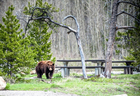 Grizzly at a campground about to be introduced to a Bear Sentry portable electric bear fence.