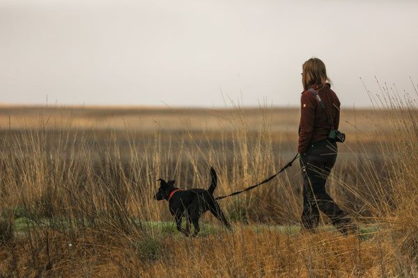 A dog and its owner go for a walk in a field