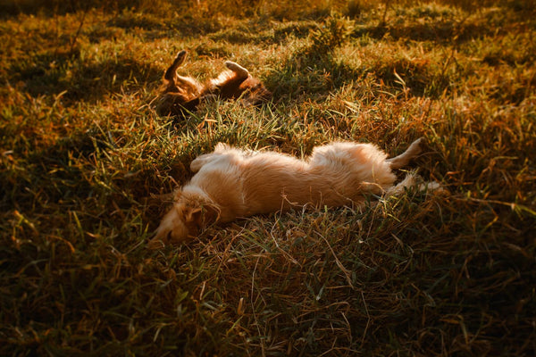 dogs rolling in a field