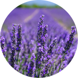 shea skin lavender oil logo