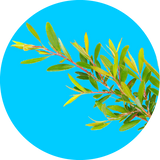 shea skin tea tree oil logo