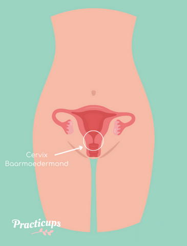 baarmoeder meten menstruatiecup cervix period cup