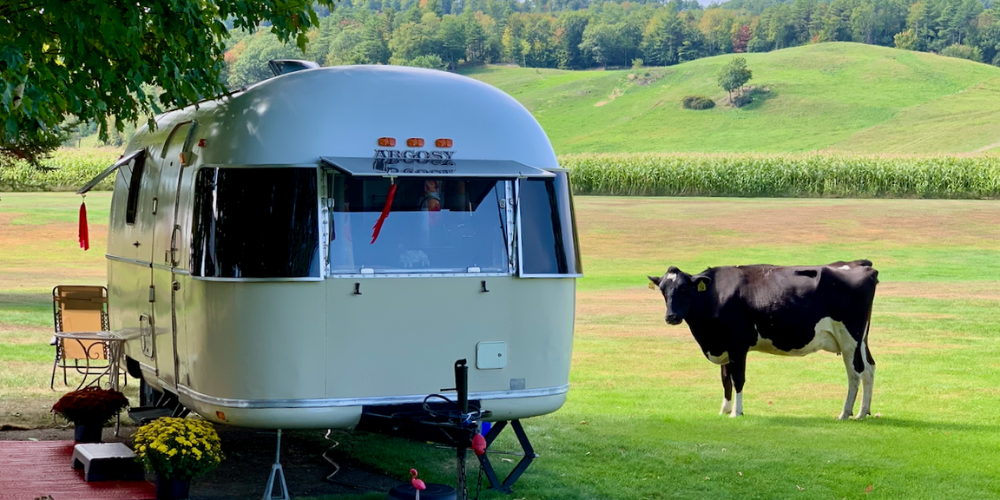 vintage airstream argosy with cow in a field