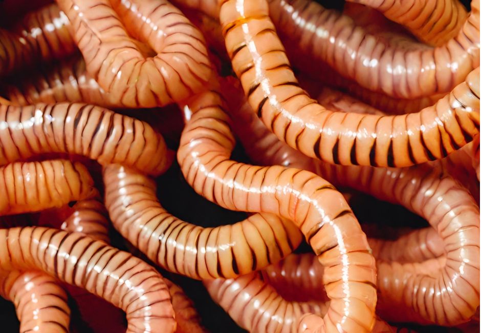 Tiger worms for Vermiculture toilets aka tiger toilets