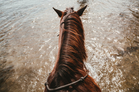 horse ears