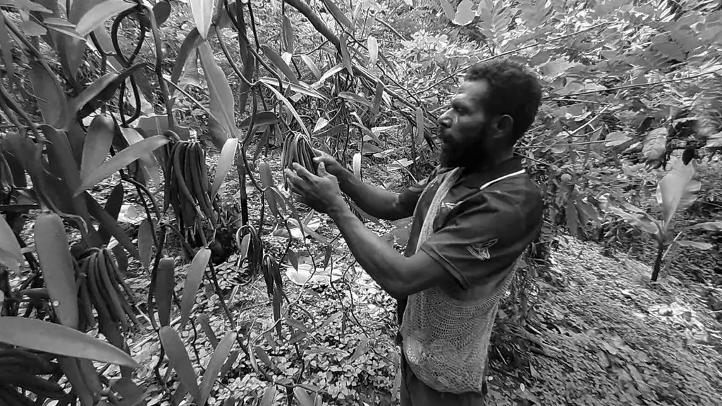 A man from Papua New Guinea, harvesting vanilla bean pods