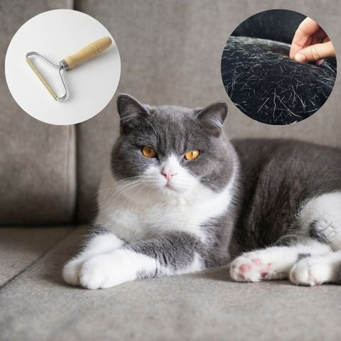 Brosse pour poils de chat  CLEANBRUSH – AMOUREUX DU CHAT