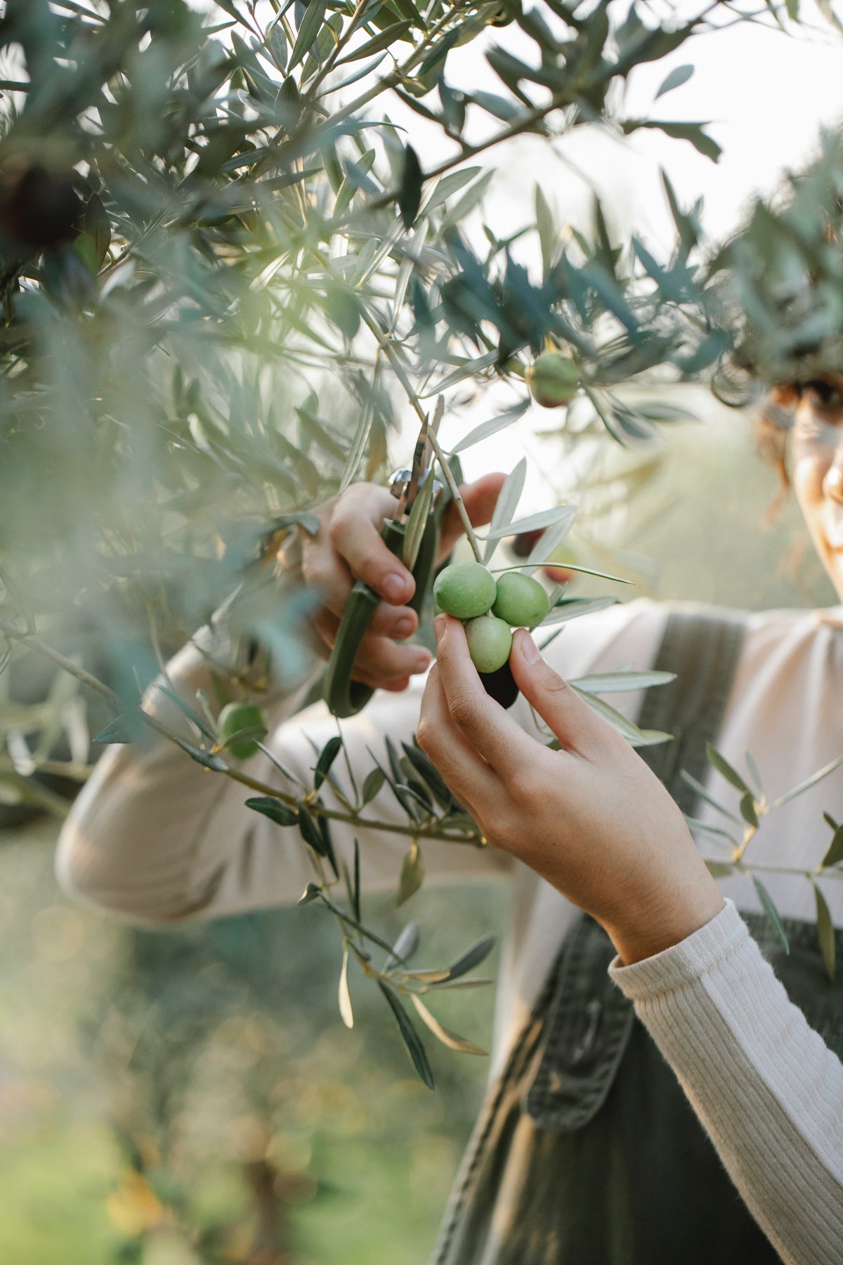 woman collects olives