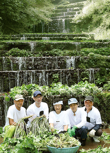 Kameya Foods staff in a wasabi farm