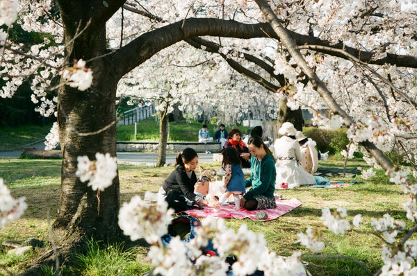 A hanami picnic under sakura trees at Kamo River in Kyoto