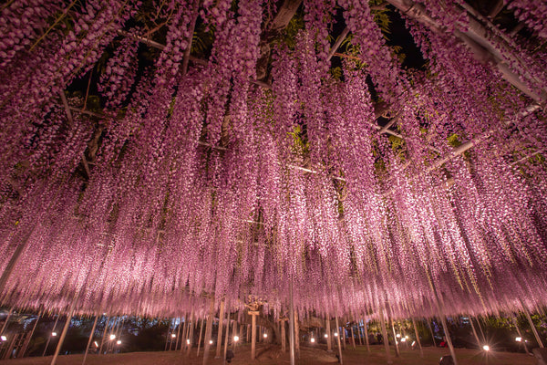 Illumination of wisteria blooms at Ashikaga Flower Park