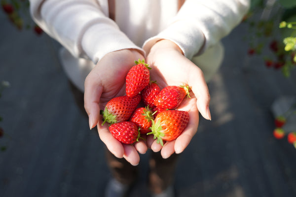 Pick and eat as many strawberries as you can in a Japanese strawberry farm