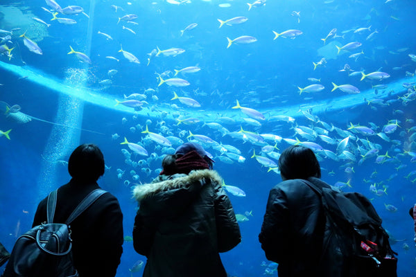 Visitors in front of an aquarium tank at the Kamogawa Sea World