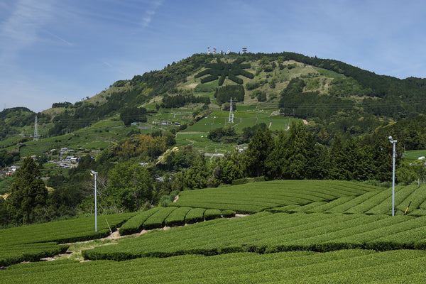 Tea fields in Kakegawa, Shizuoka