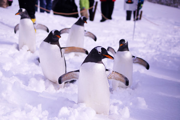 Penguins walking through snow at Otaru Aquarium